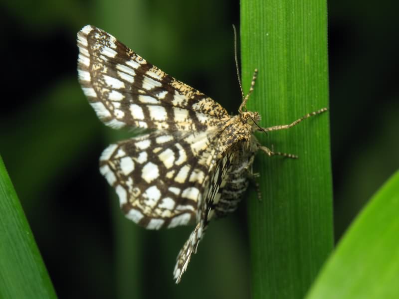 Chiasmia clathrata (Linnaeus, 1758)